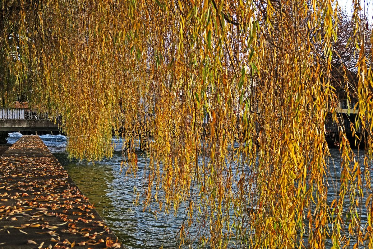 Ива желтая плакучая