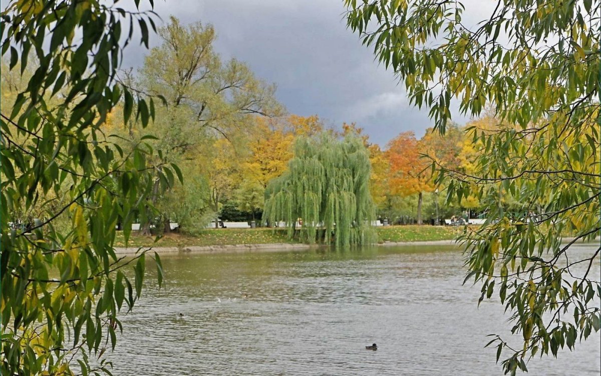 Ива остролистная плакучая