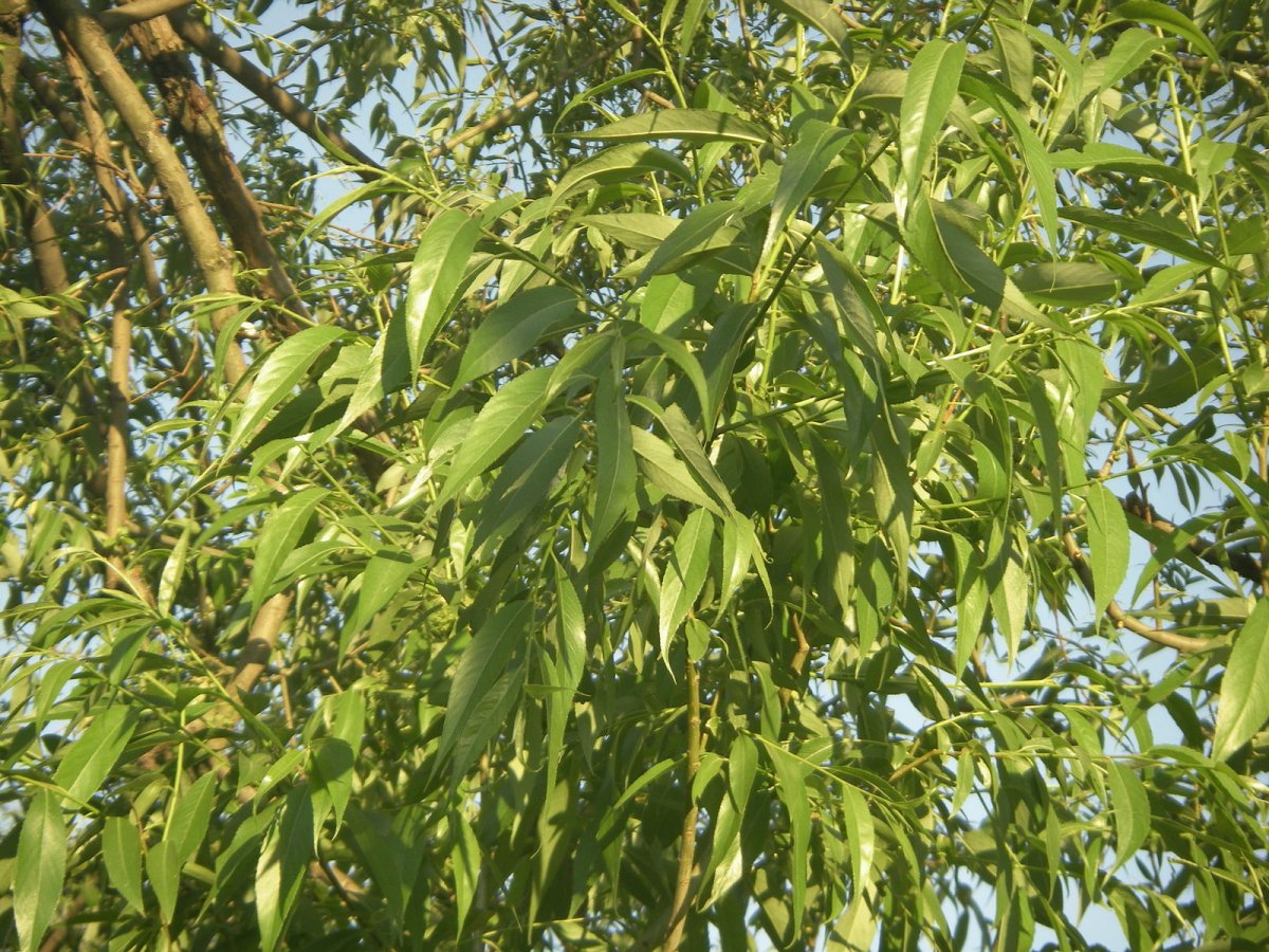 Ива серебристая кора