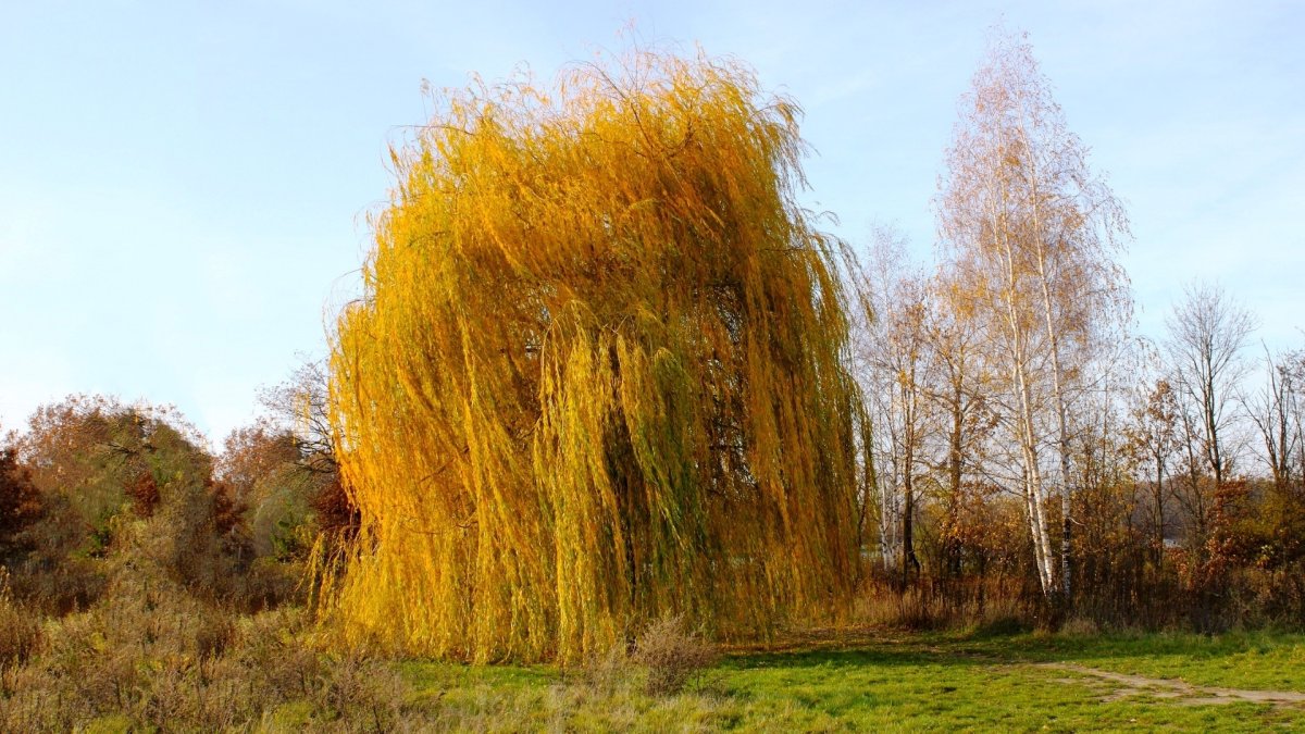 Ива золотистоволосистая