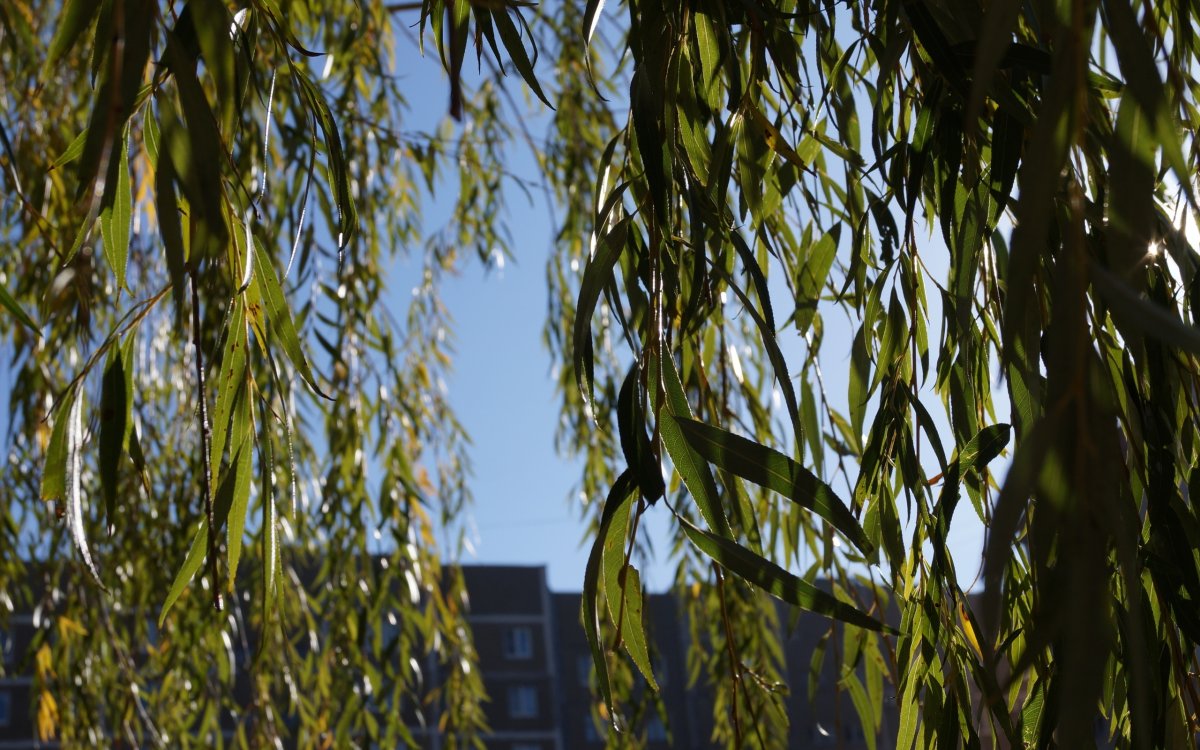 Ива Египетская