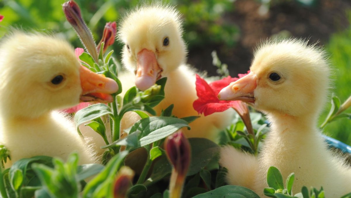 Мулард птенцы