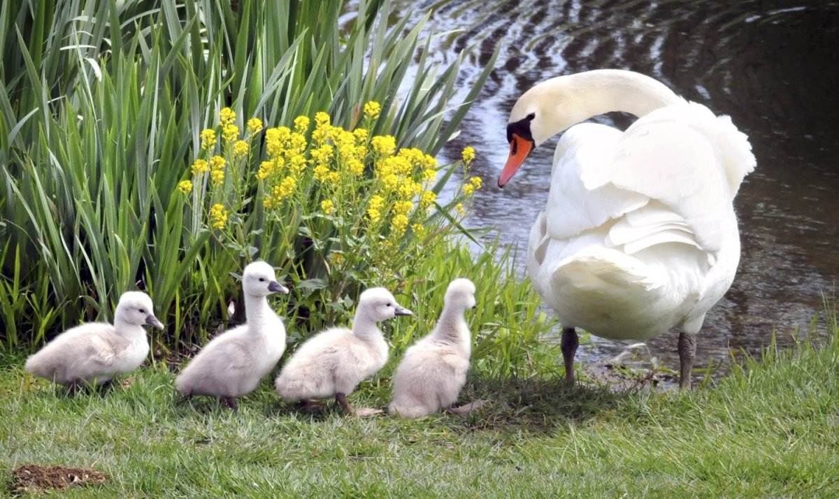 Домашние животные на природе