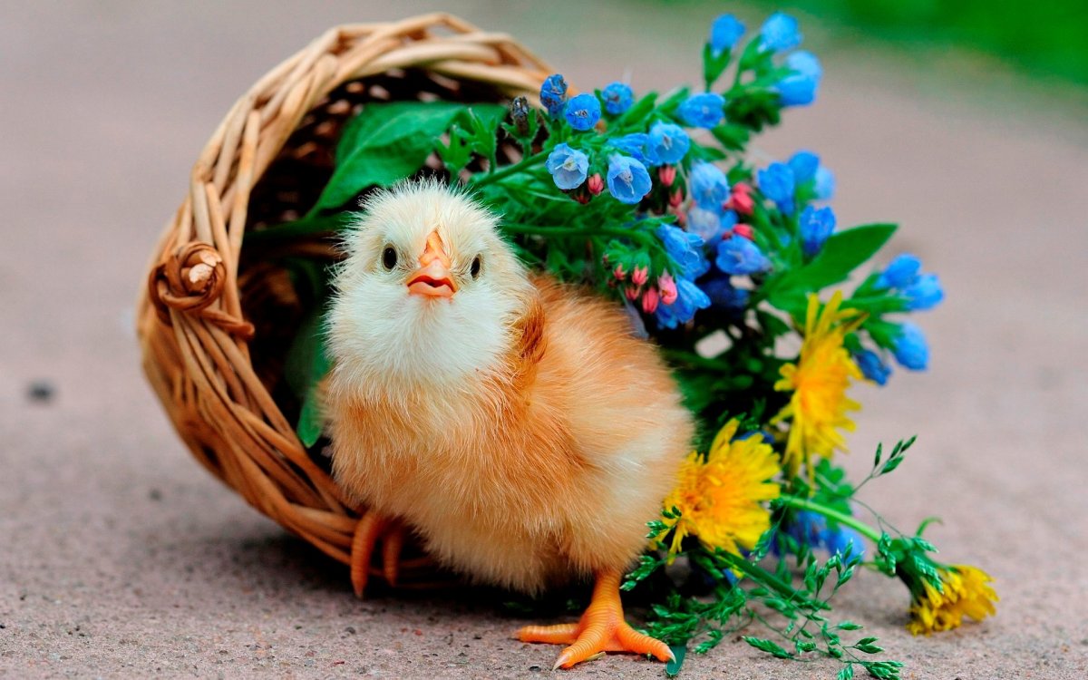 Эдгар Хант Скотный двор