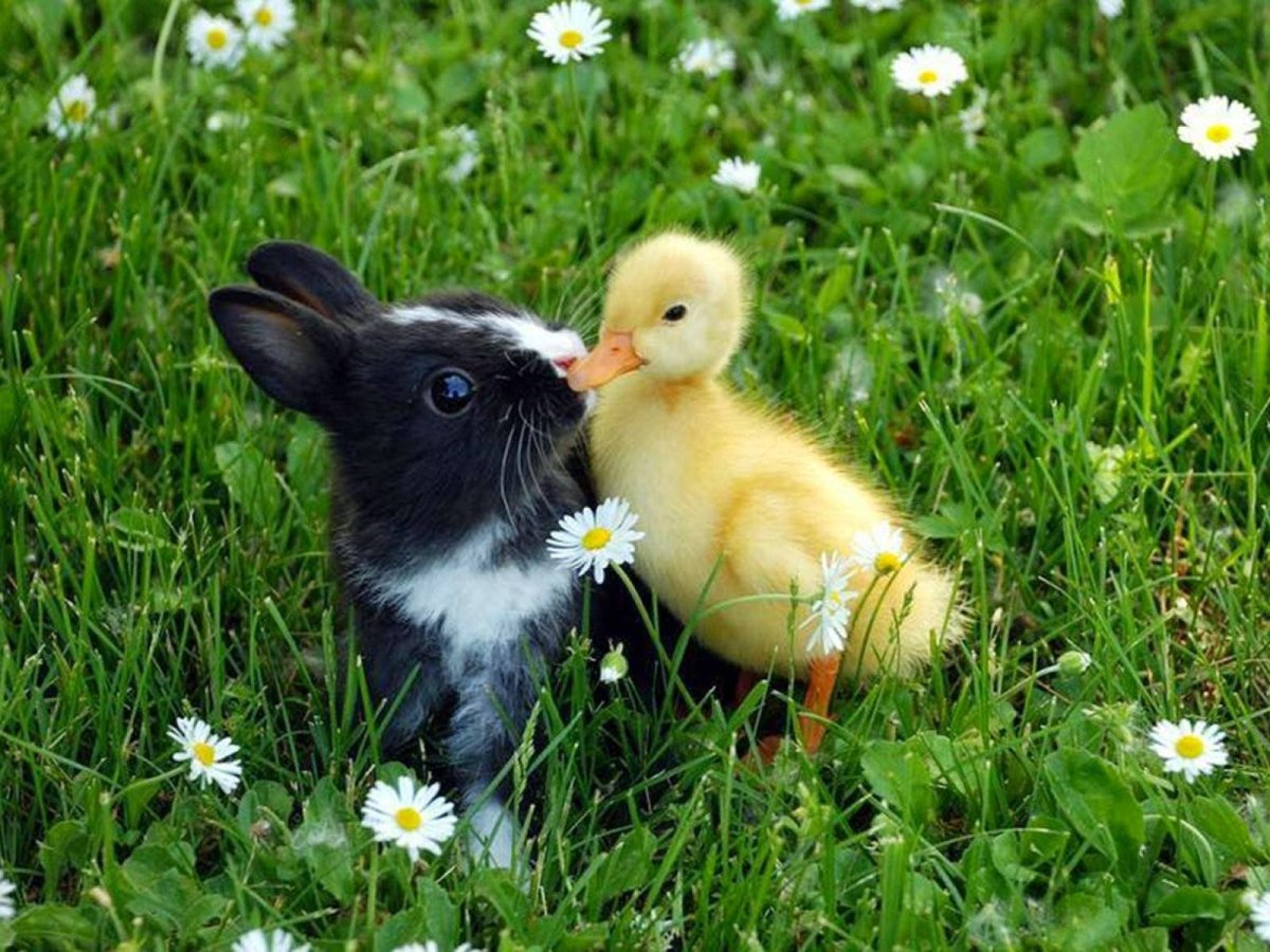 Дикие и домашние животные