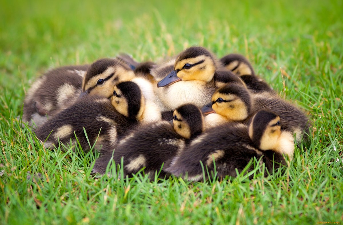 Попугаи неразлучники Какаду