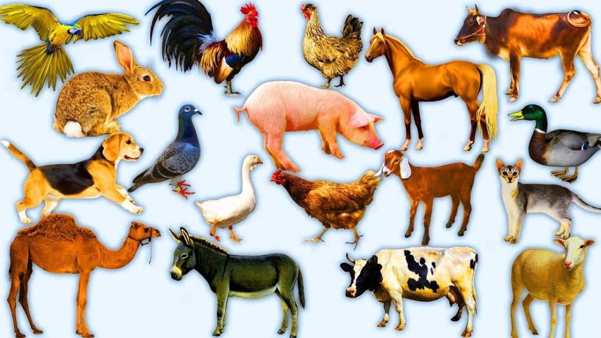 Индейка обыкновенная meleagris gallopavo