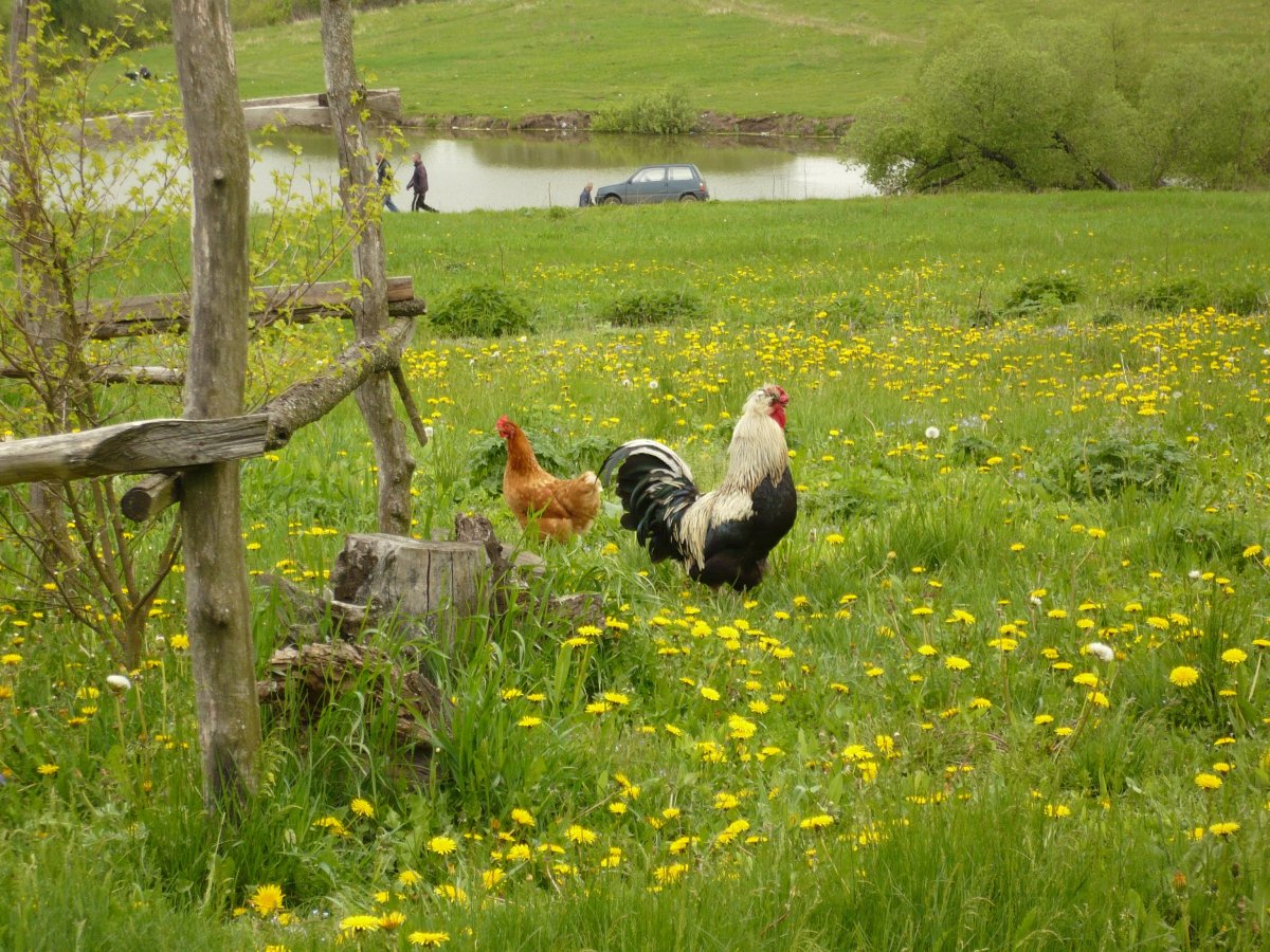 Домашние животные курица