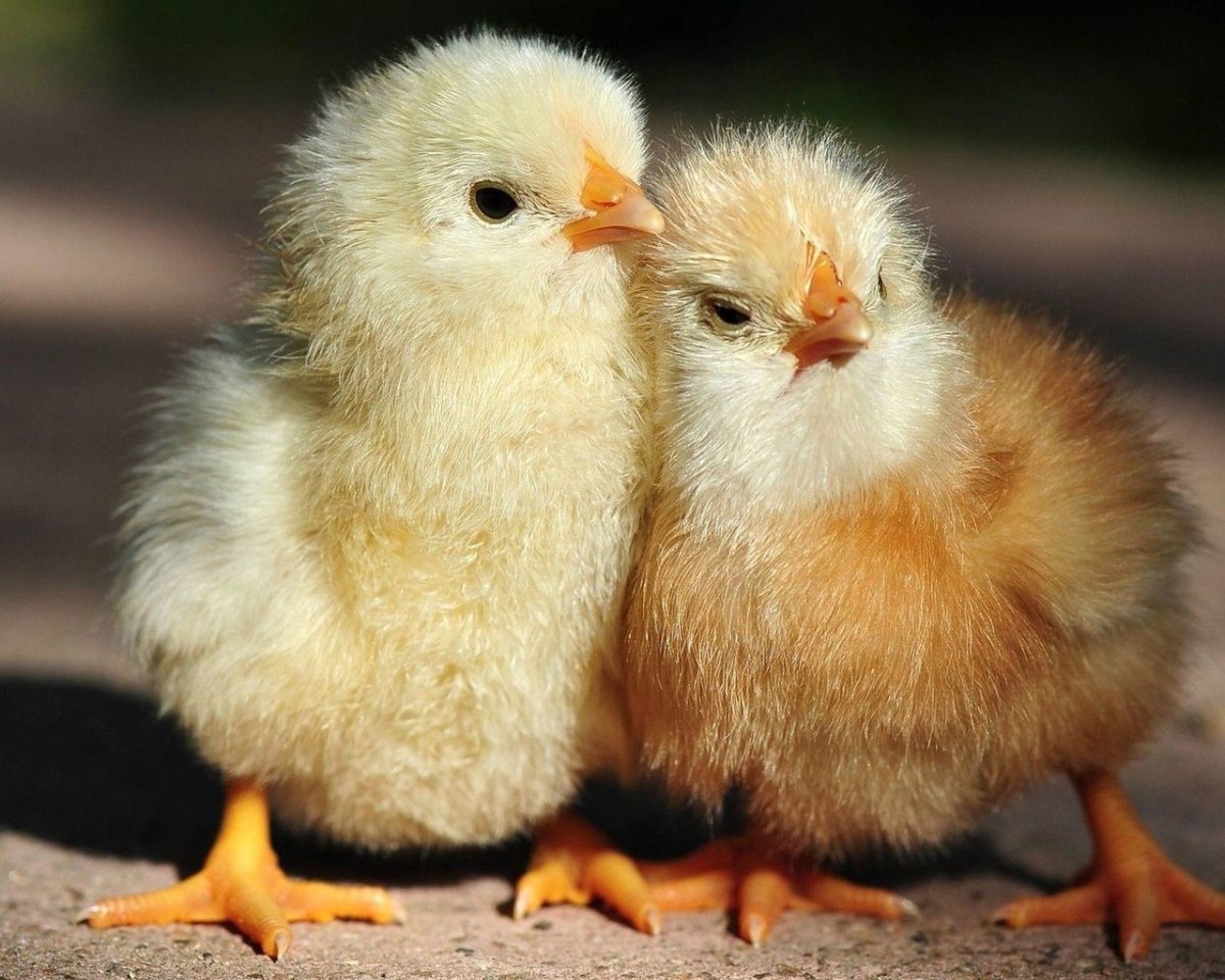 Курица с цыплятами