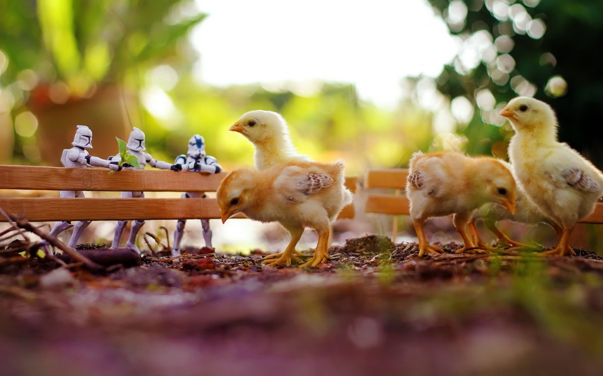 Сельскохозяйственные животные и птицы