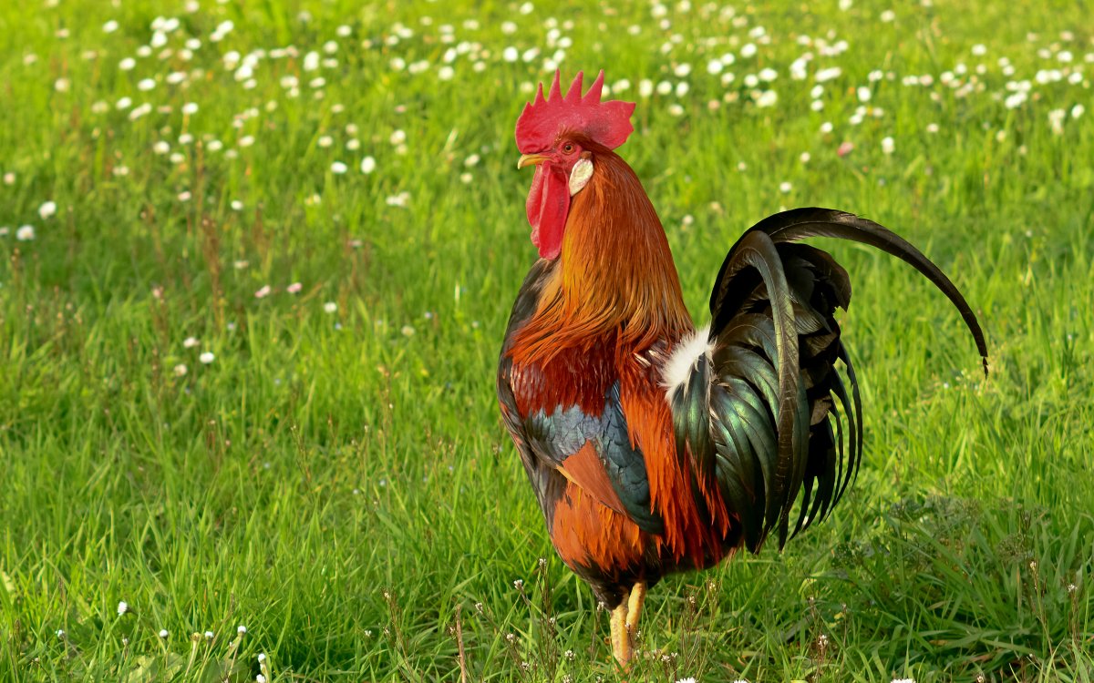 Птенцы домашних птиц