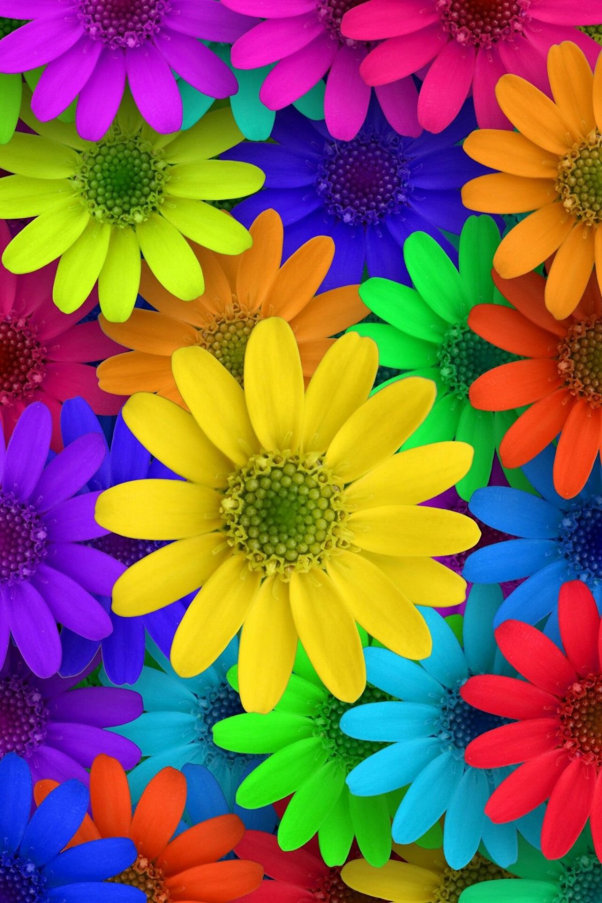 Цветные ромашки