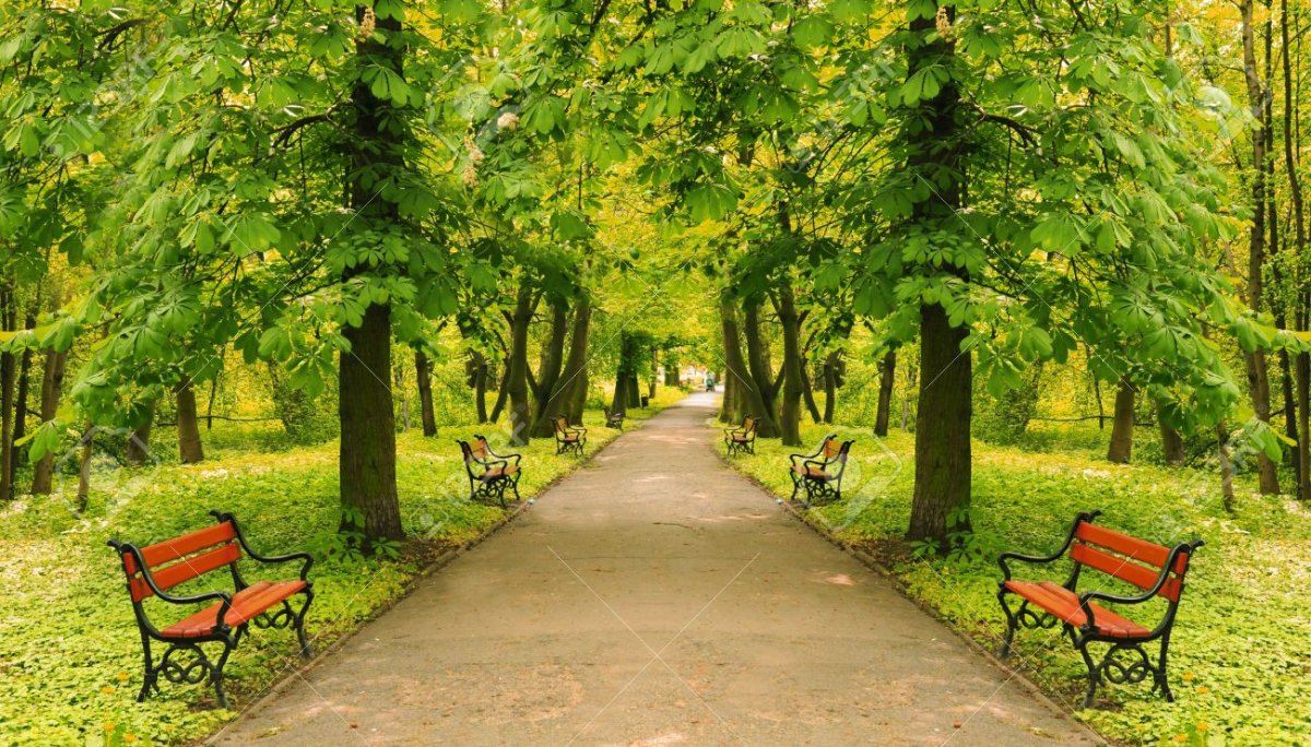 Аллея с лавочками летом