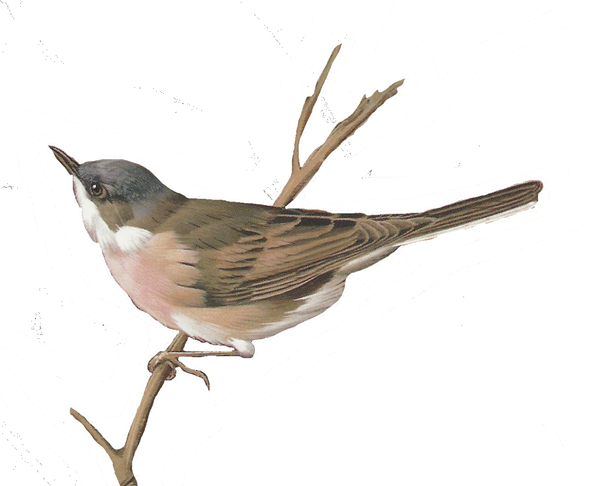 Соловей без фона