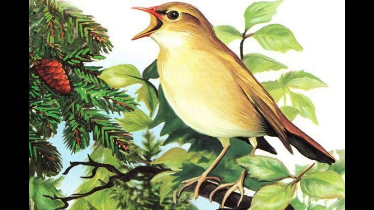 Соловей картина