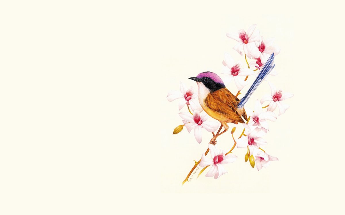 Иллюстрαтор Евгения Соловьева