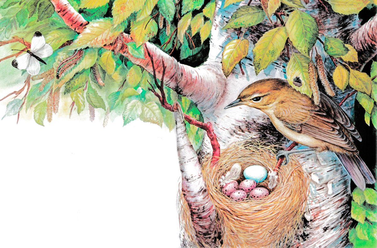 Соловей чёрно белый