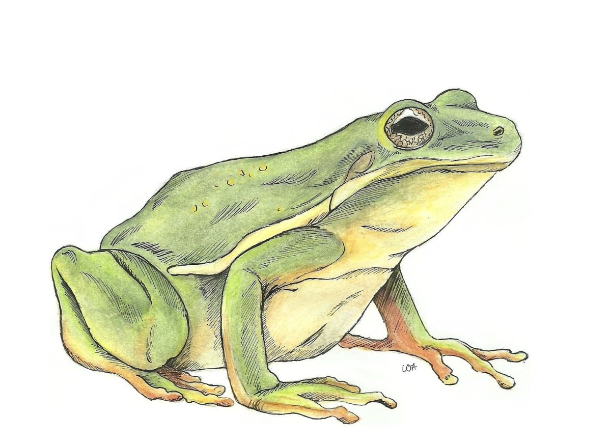 Птицеголосая квакша