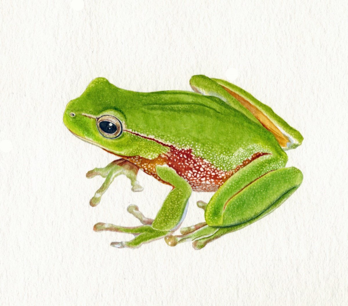 Лягушка квакша рисунок