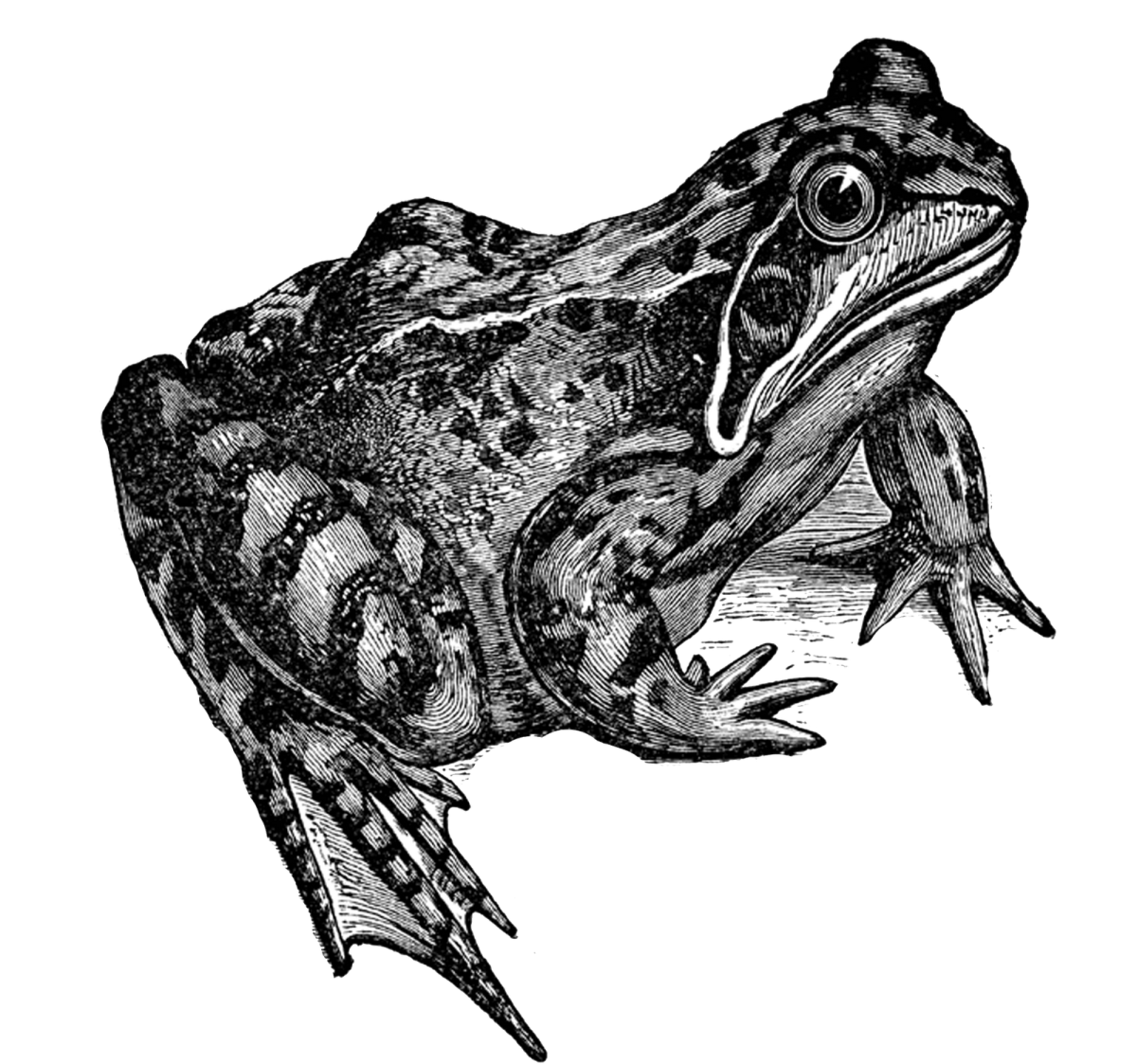 Травяная лягушка