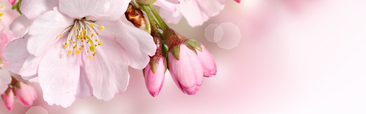 Цветочный фон