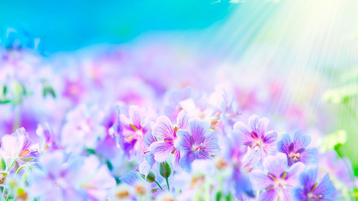 Обложка для группы ВК цветочки