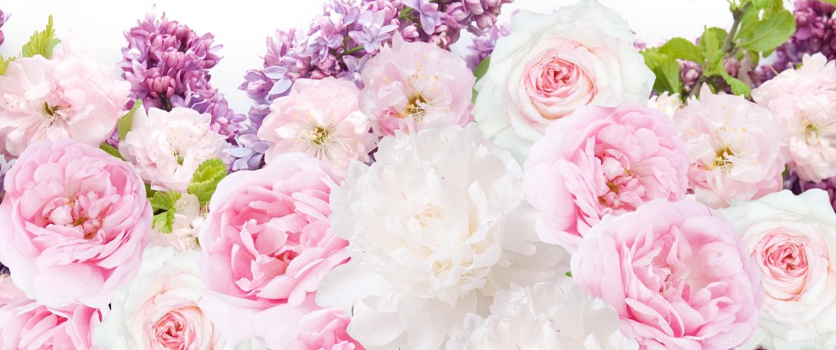 Ромашка Амелия