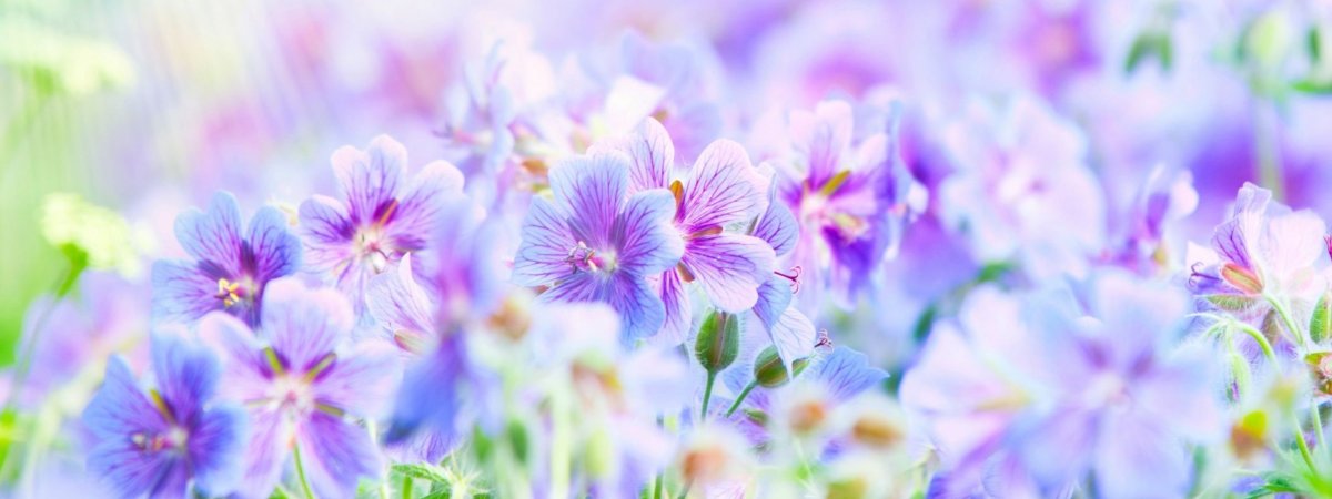 Розовый фон с цветочками