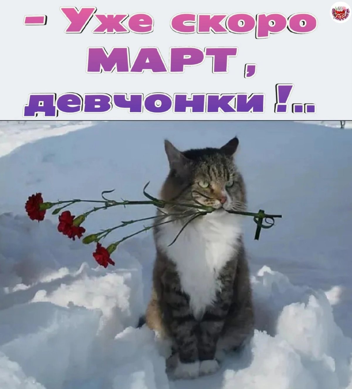 Весна март кот