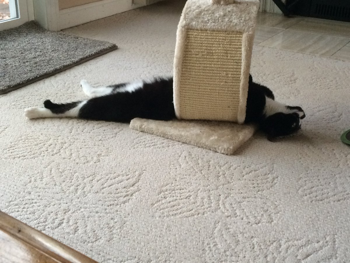 Внуки уехали а дед до сих пор ищет свою вставную челюсть