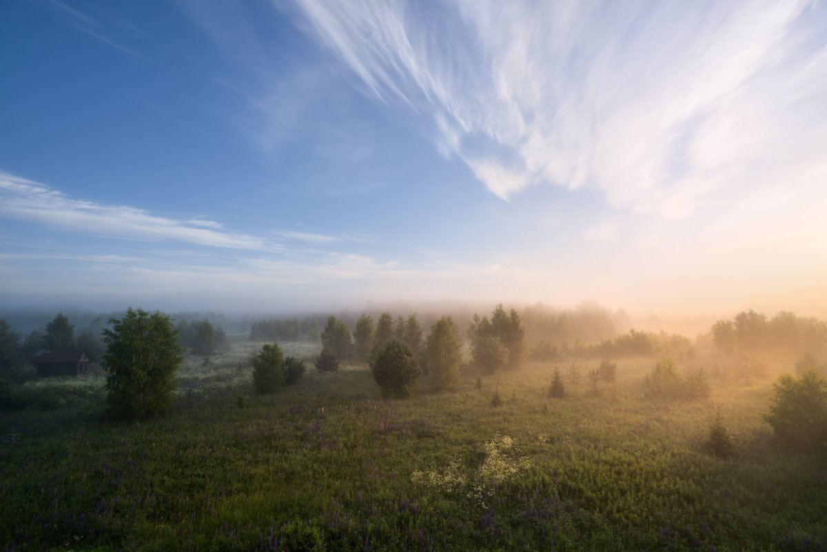 Туманное летнее утро