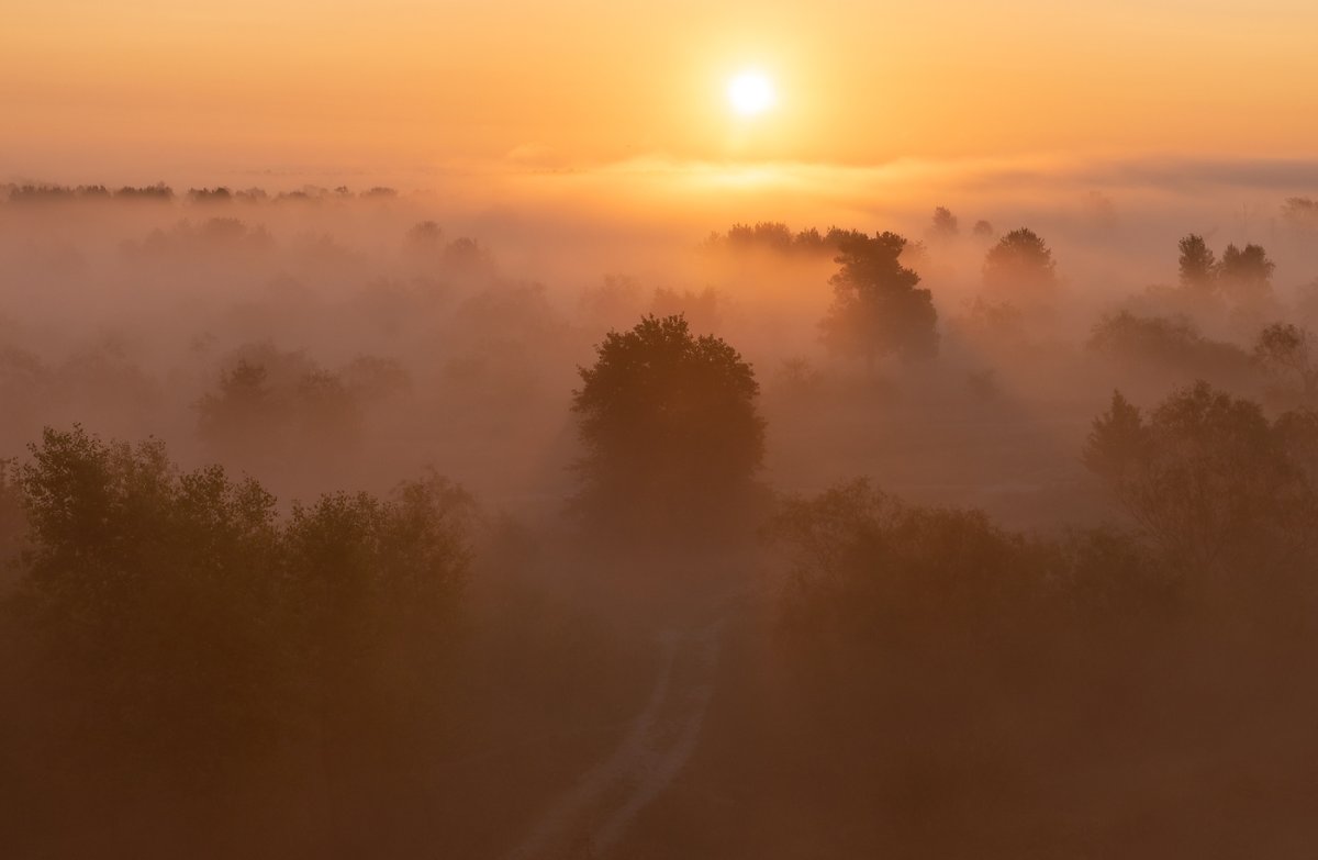 Коричневый туман