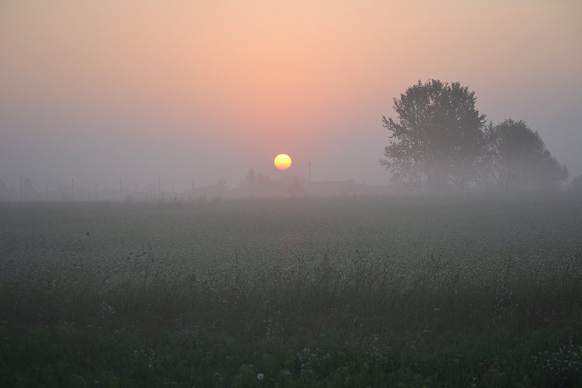 Утренний летний туман
