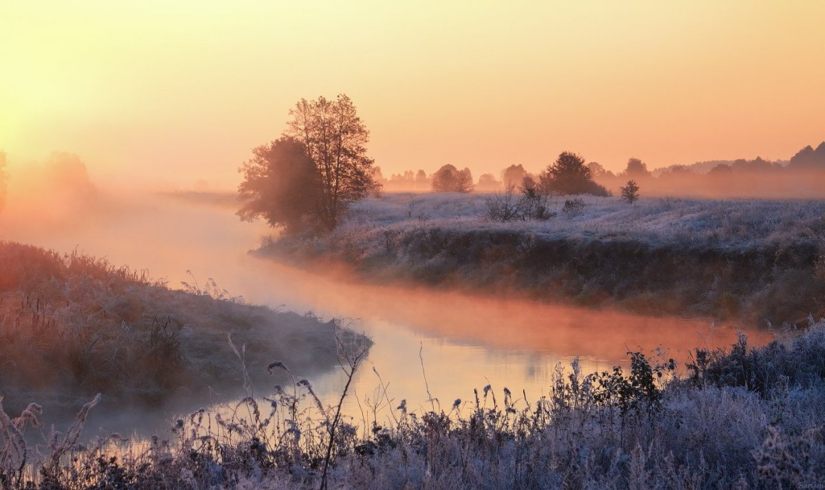 Утренний туман в лесу