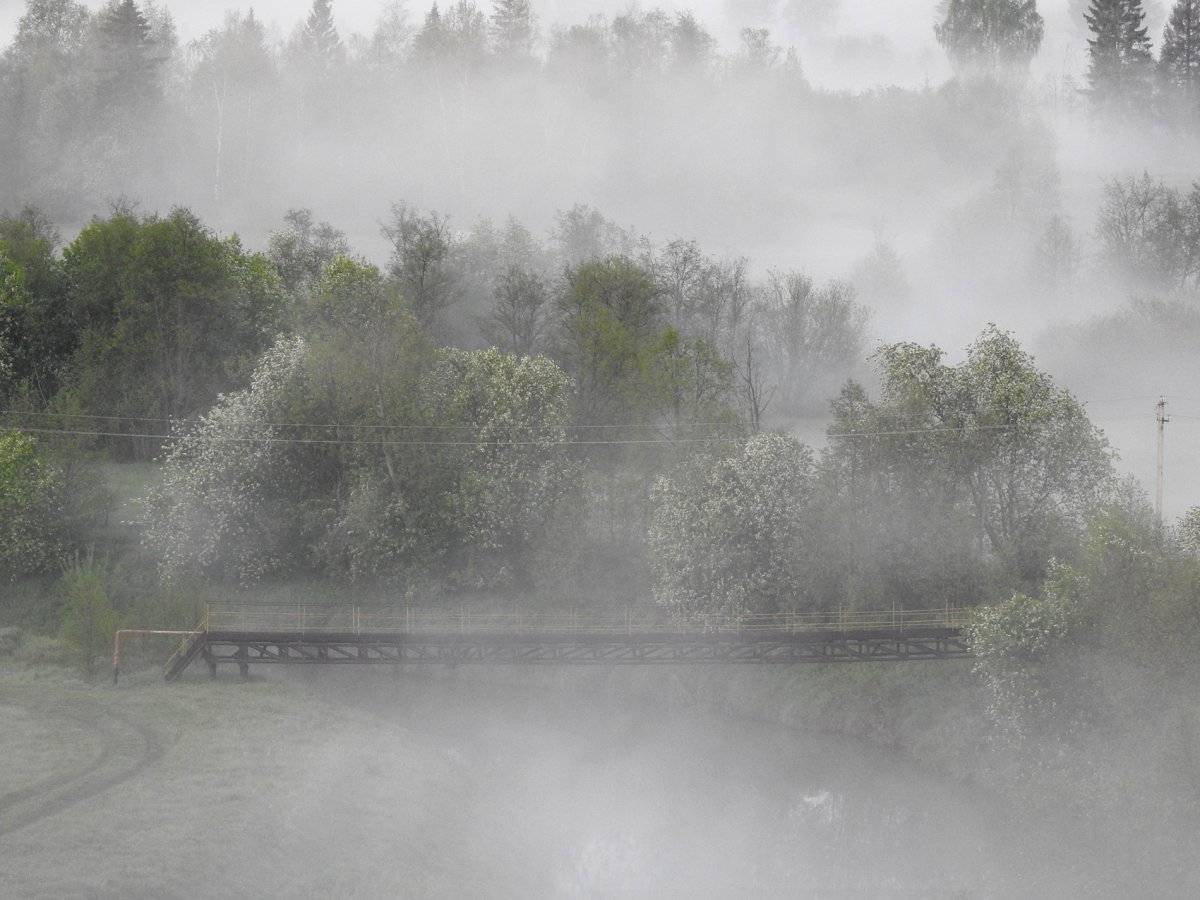 Туманное летнее утро