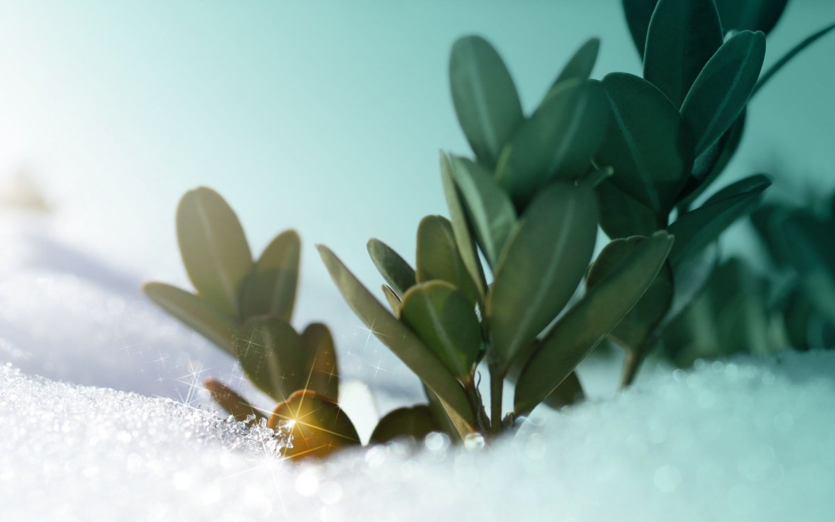 Зеленые растения под снегом