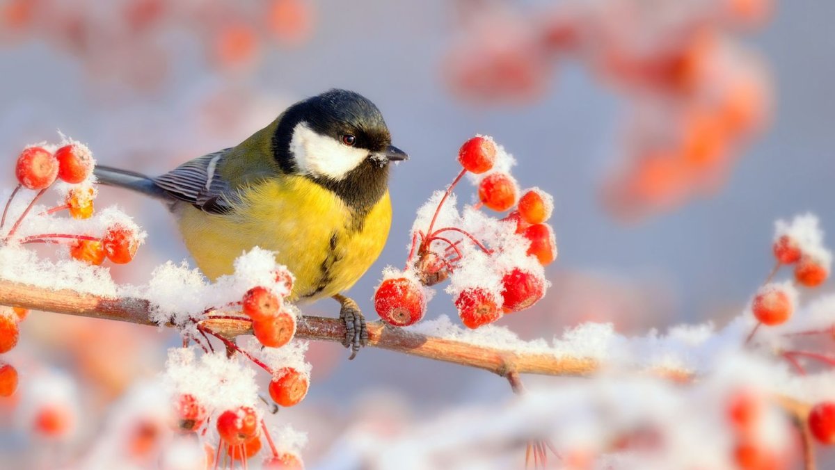 Птицы на рябине зимой