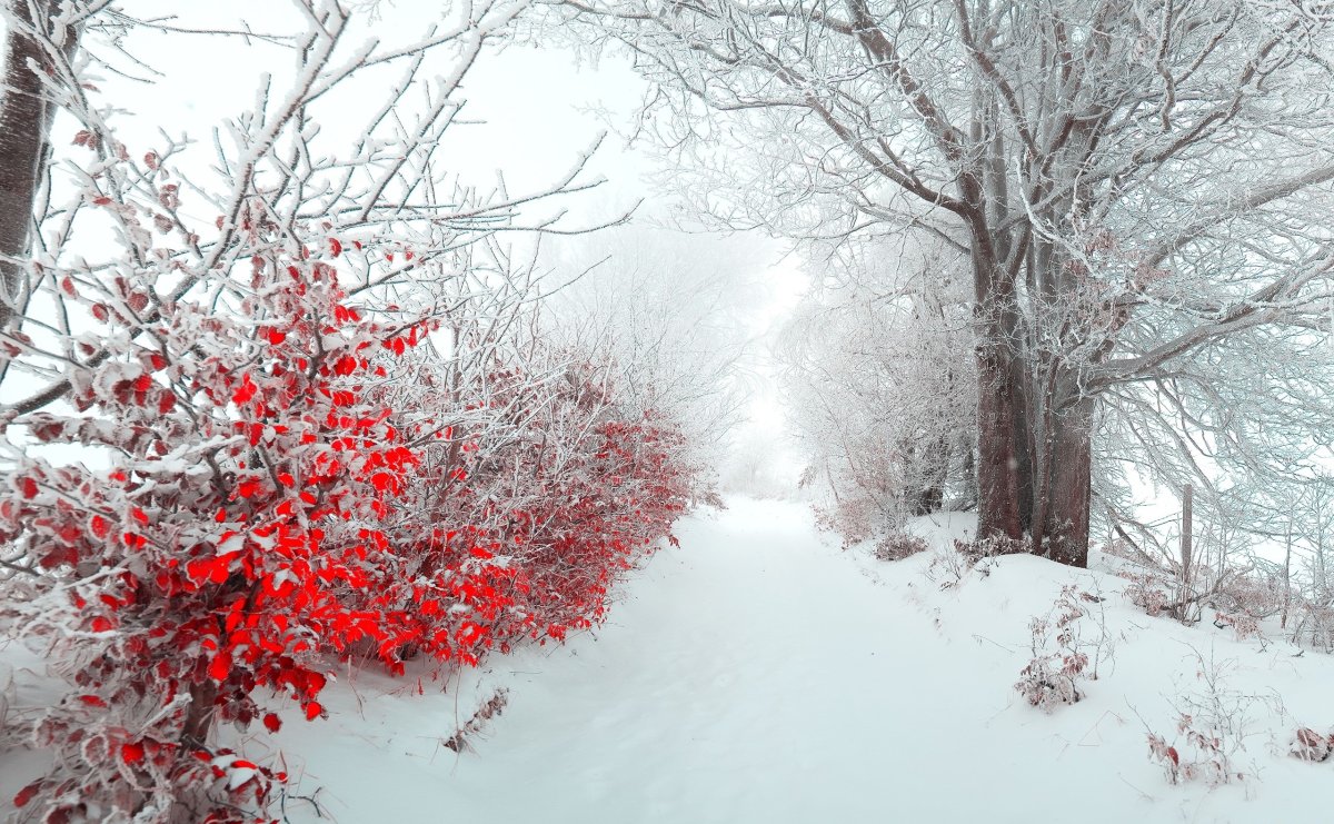 Деревья в снегу
