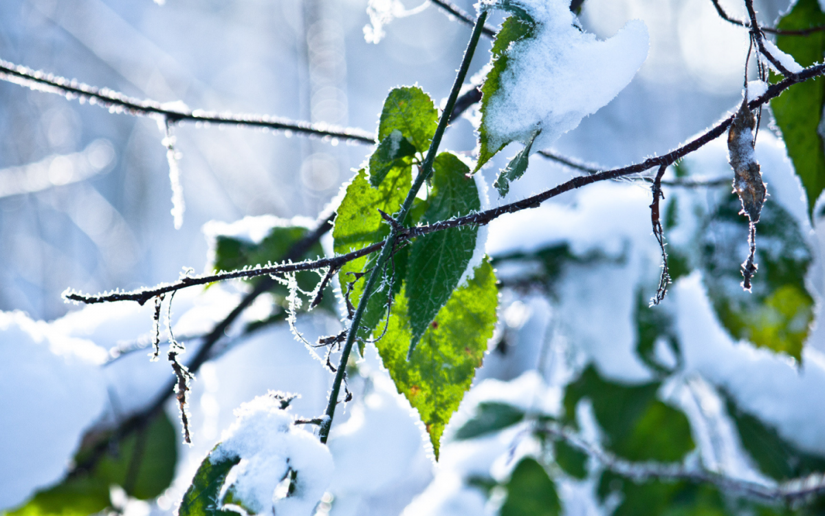 Зеленое дерево в снегу