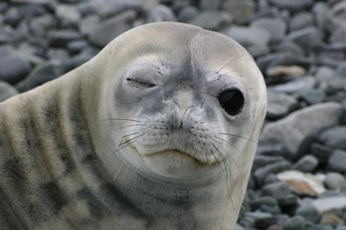 Морской котик тюлень Нерпа