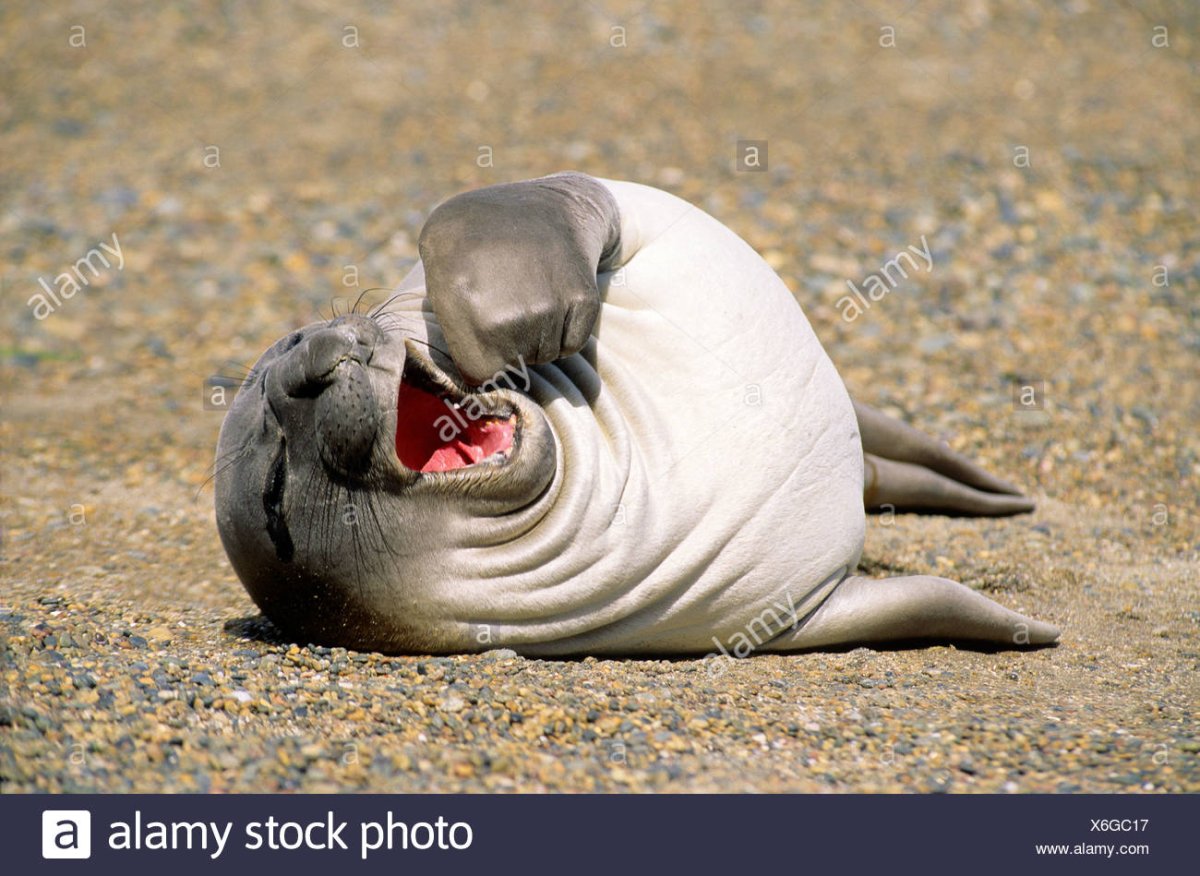 Морской котик смешной