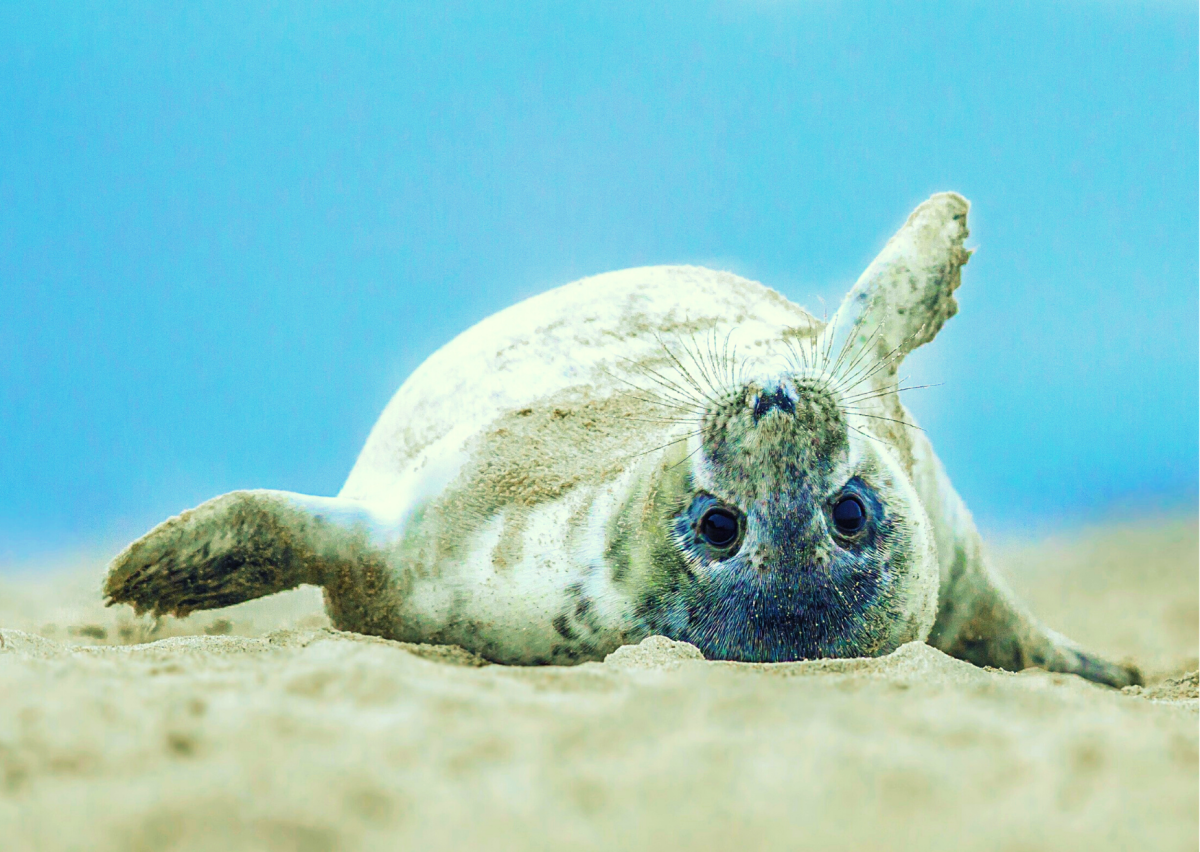 Тюлень на спине