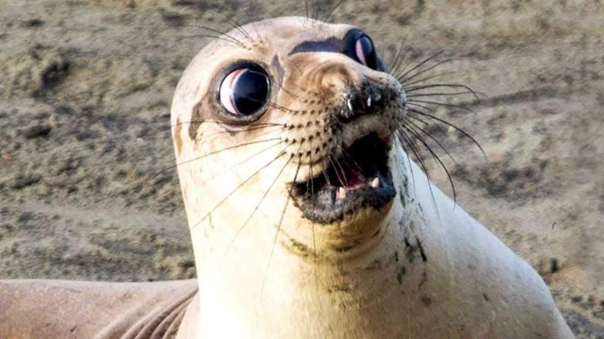 Упоротый тюлень