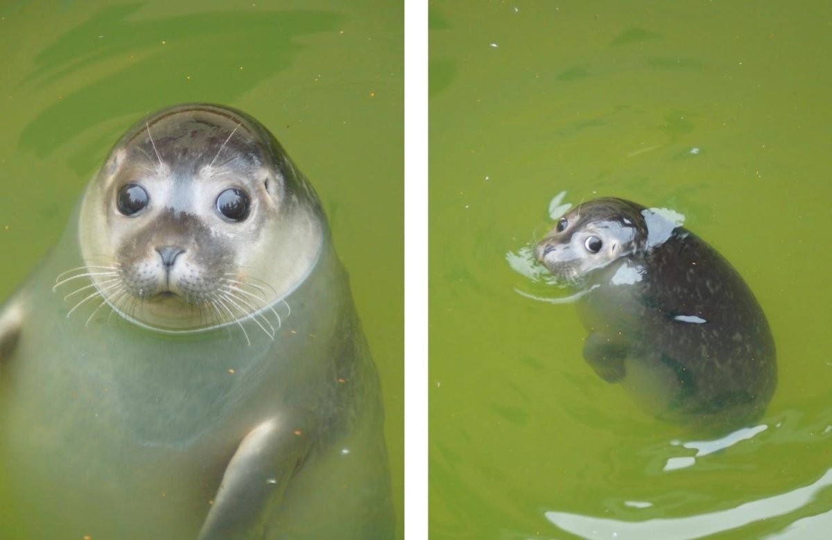 Обиженный тюлень