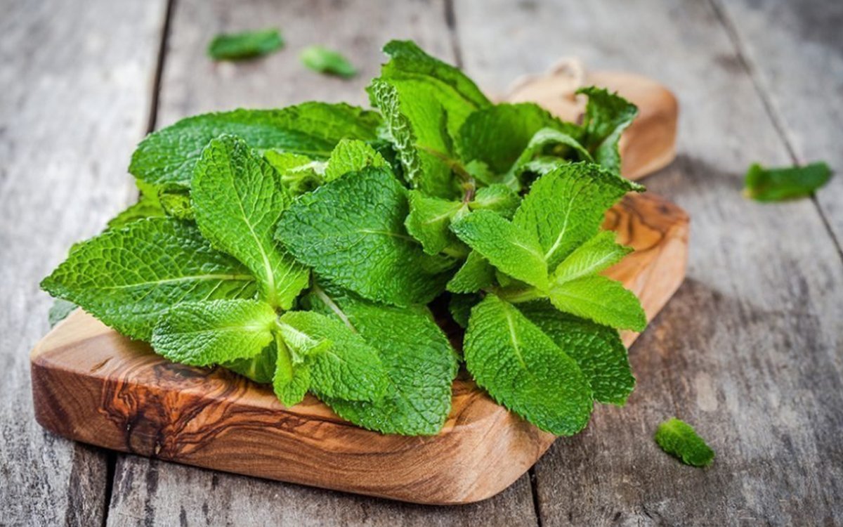 Горная мята