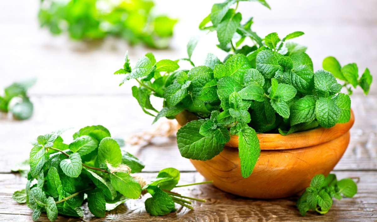 Мята перечная