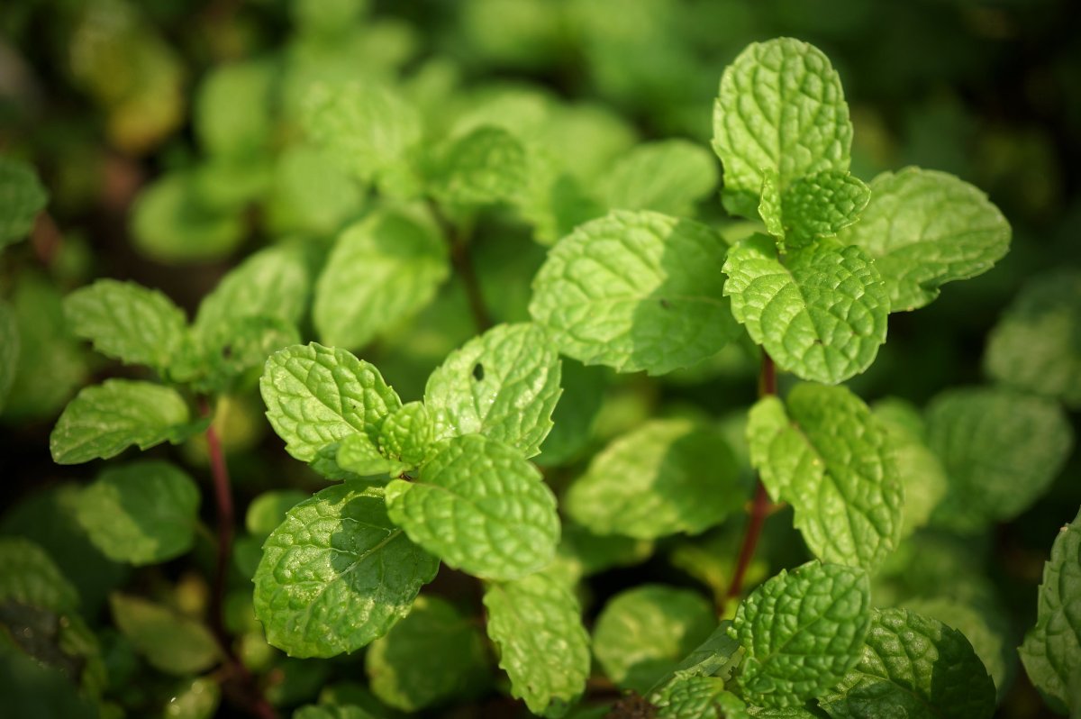 Королевская мята