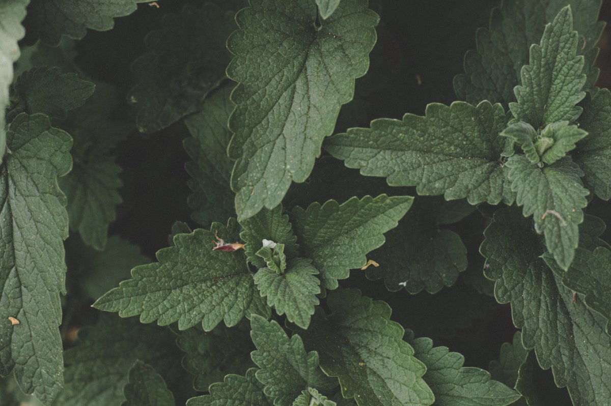 Мята на столе