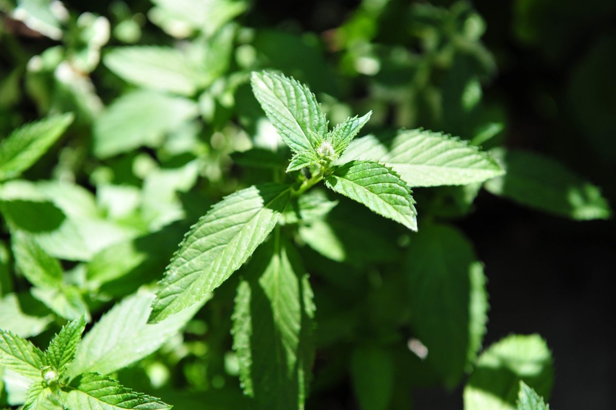 Мята перечная в корзинке