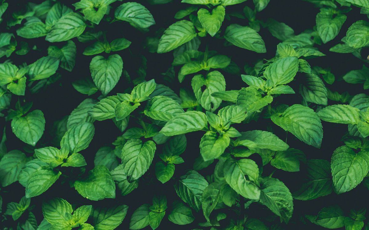 Мята перечная